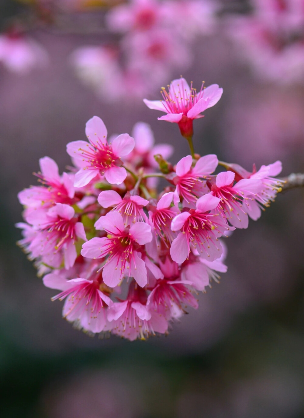 樱花