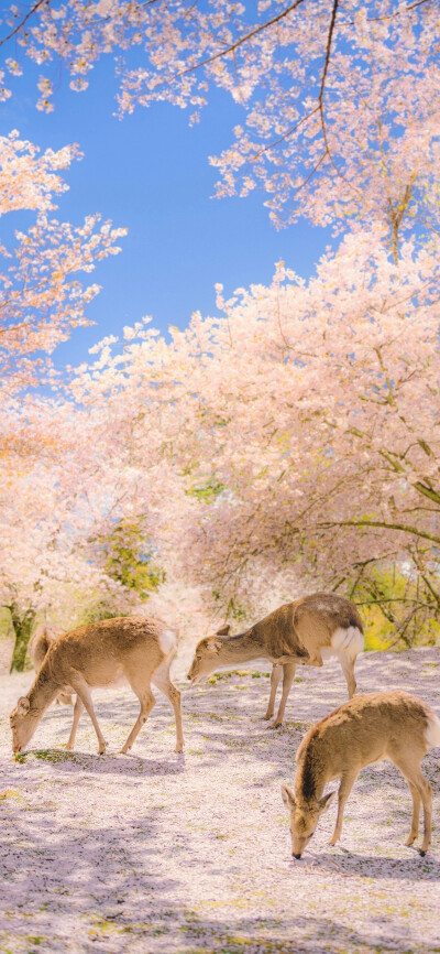 壁纸～与花有关^_^