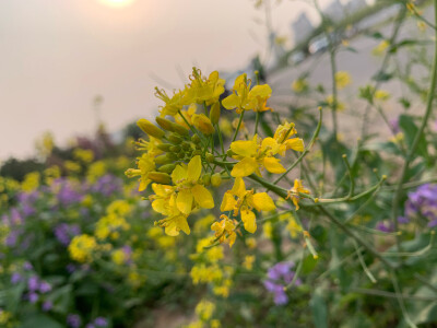 油菜花