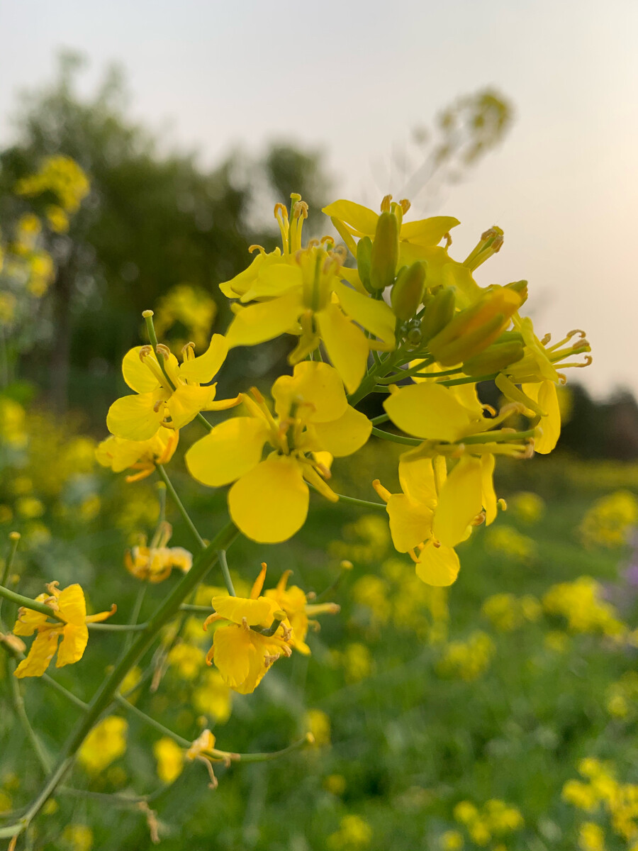 油菜花