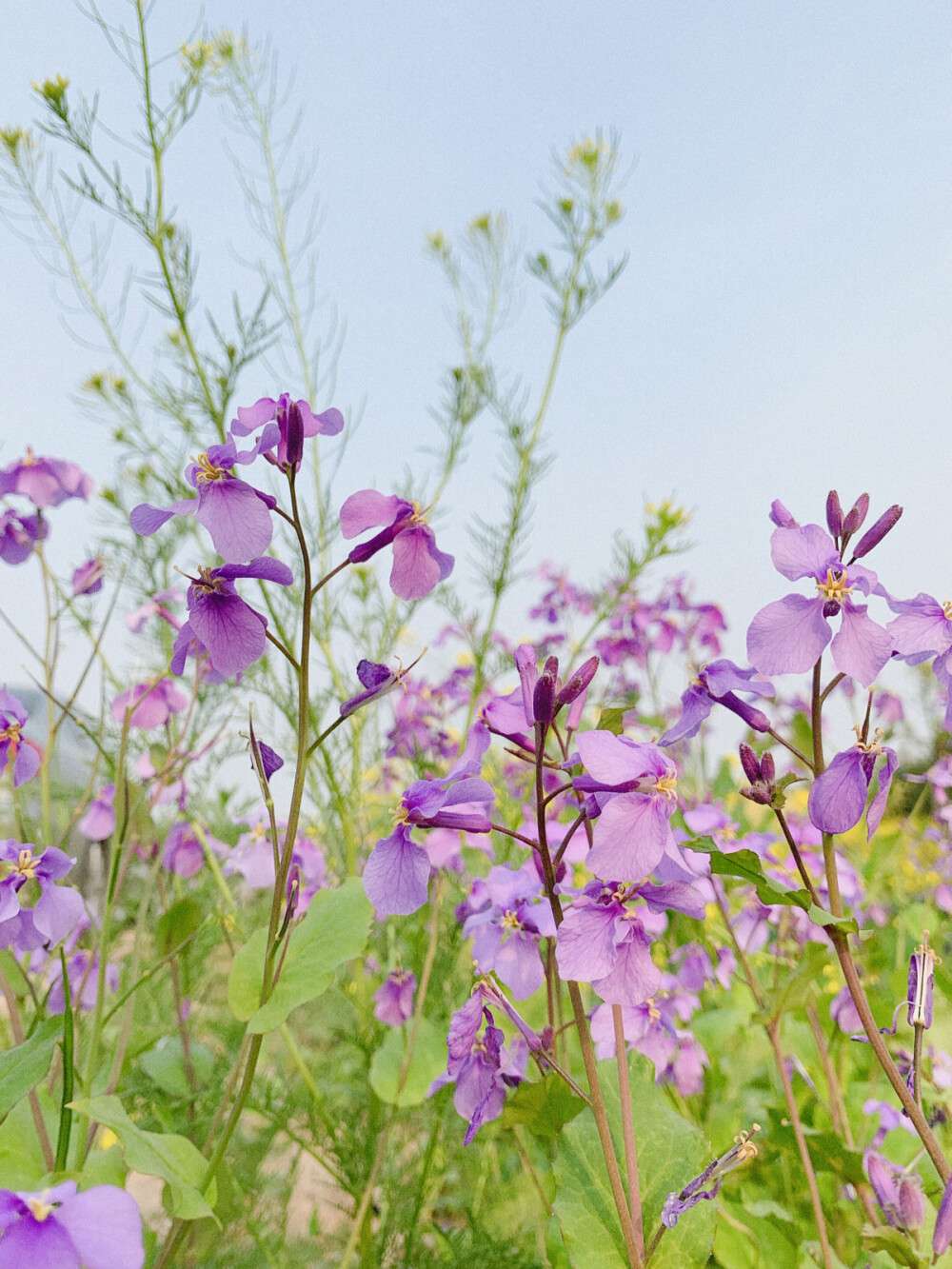 花花 迎春花 油菜花