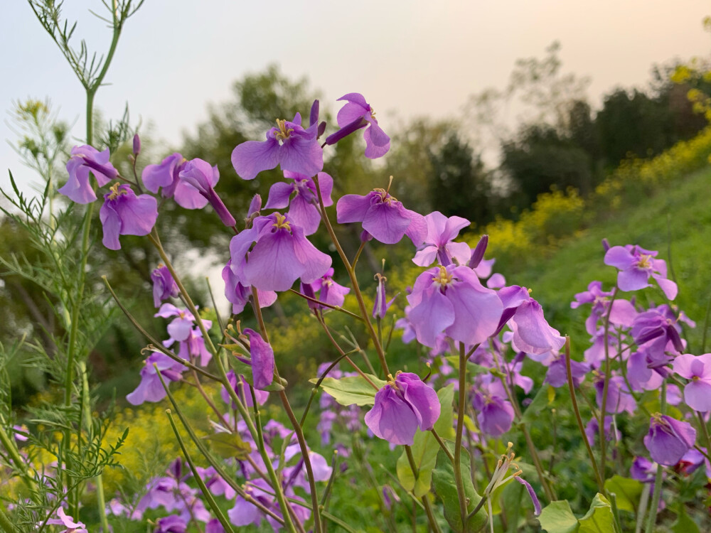 花花 迎春花 油菜花