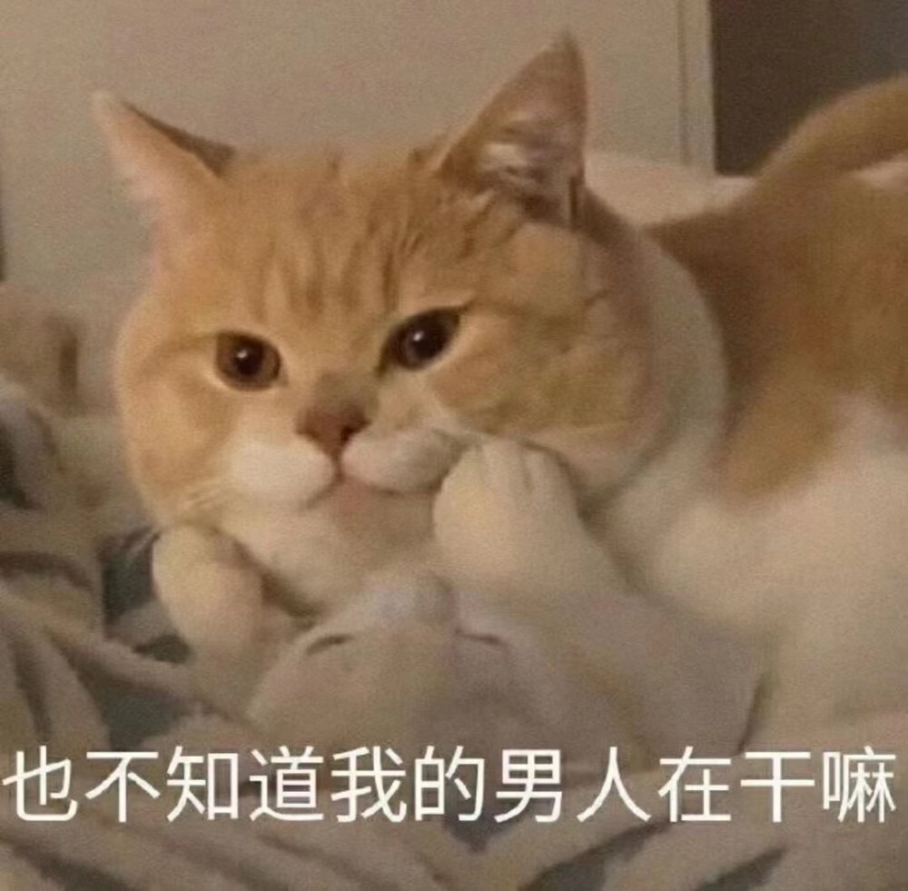 宠物 猫猫狗狗头像