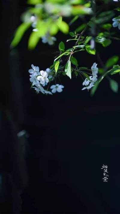 作者烟波里的棠
玉雪为骨冰为魂
它长得不逊于西府海棠和垂丝海棠。
湖北海棠属落叶小乔木，干皮、枝条、嫩梢、幼叶、叶柄等部位均呈紫褐色，花蕾时粉红，开后粉白，小果红色，为春秋两季观花，是优良绿化观赏树种。
…