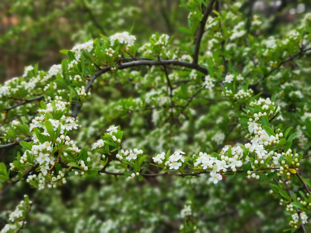 火棘果花