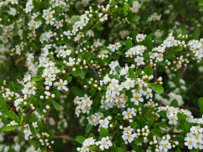 火棘果花