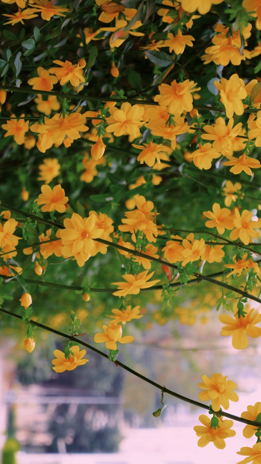 春日 花 