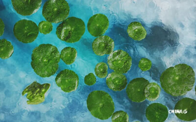 “食摄马也”摄影团队作品－二十四节气