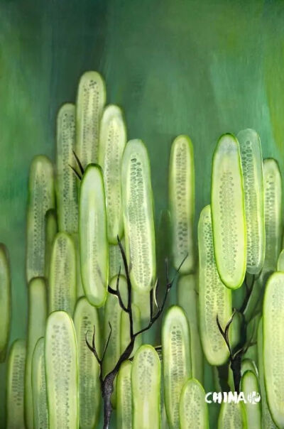 “食摄马也”摄影团队作品－二十四节气