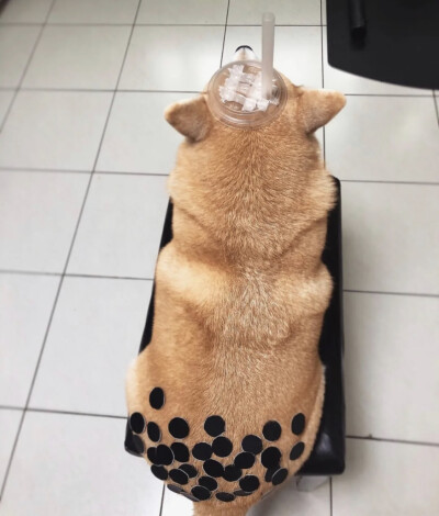 柴犬