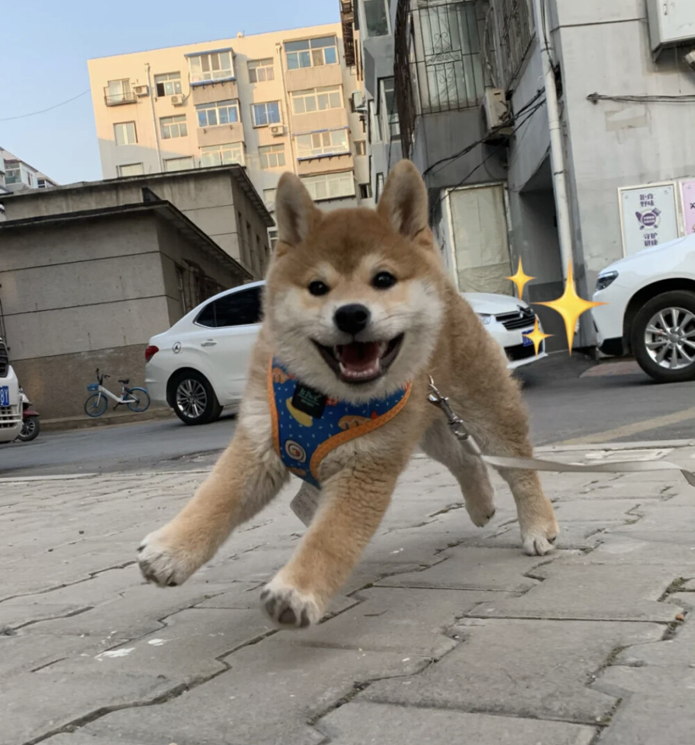 柴犬