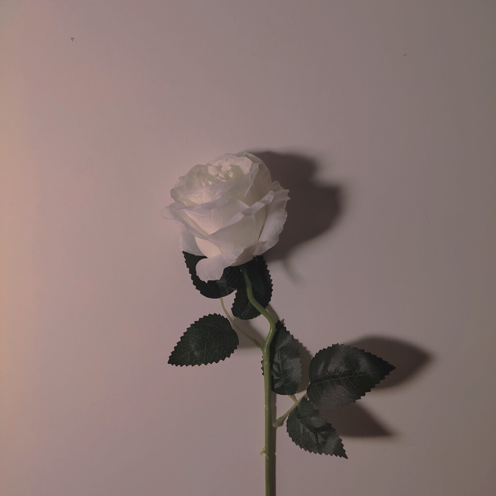 白玫瑰背景图ins图片