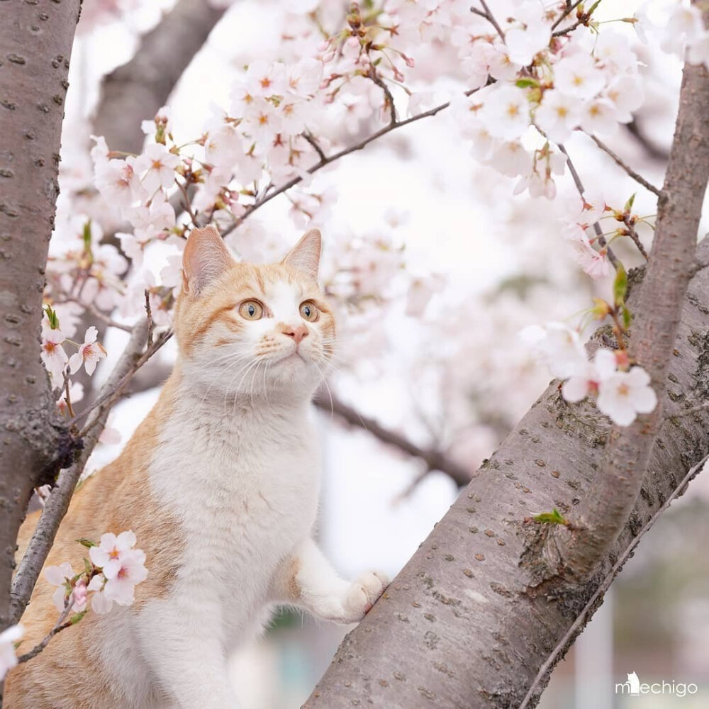 春天的美丽风景线
小猫咪们在赏樱花
