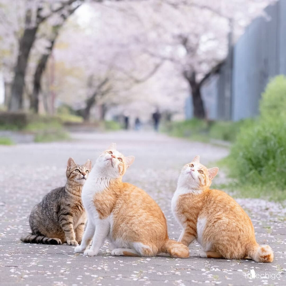 春天的美丽风景线
小猫咪们在赏樱花
