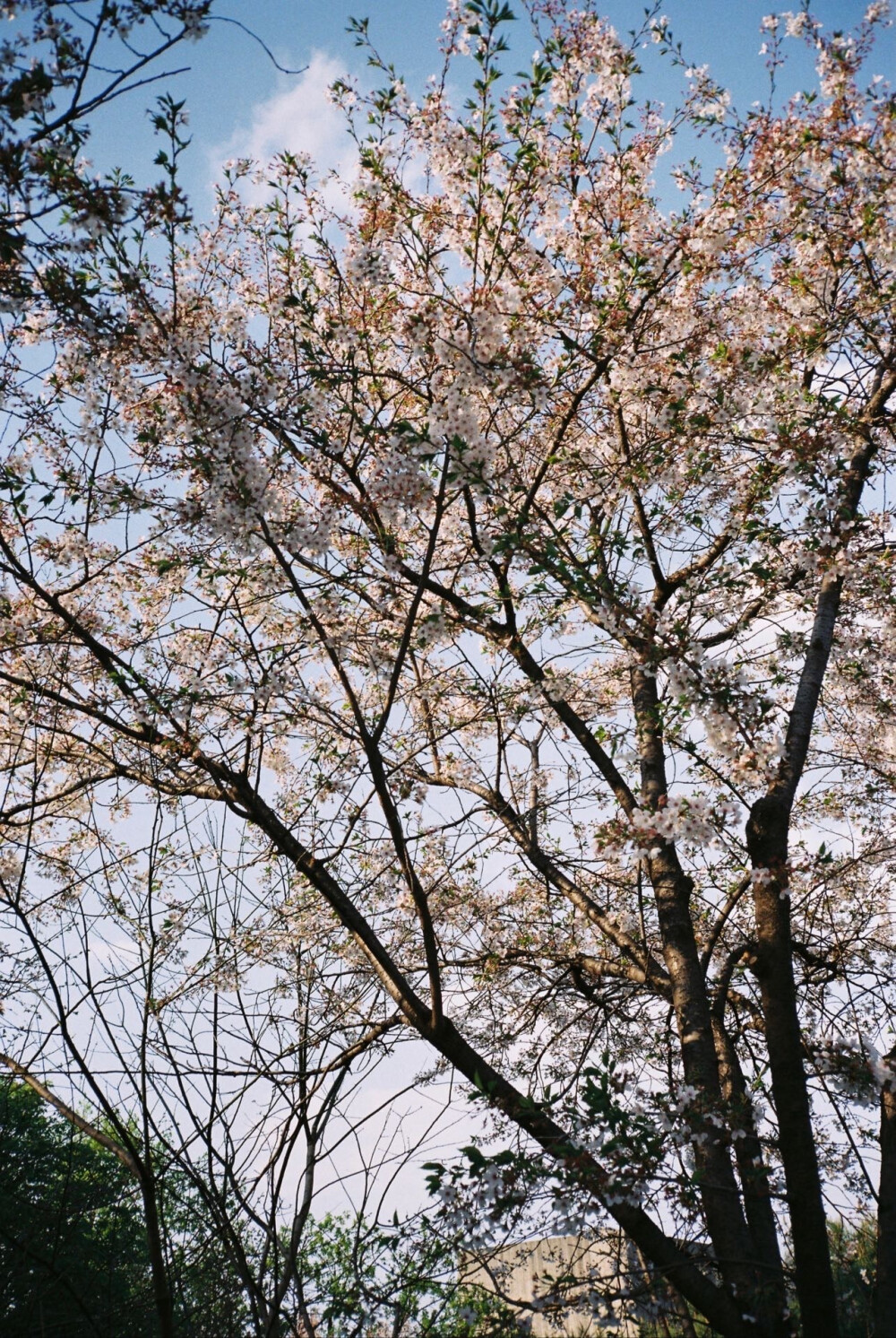 花花树