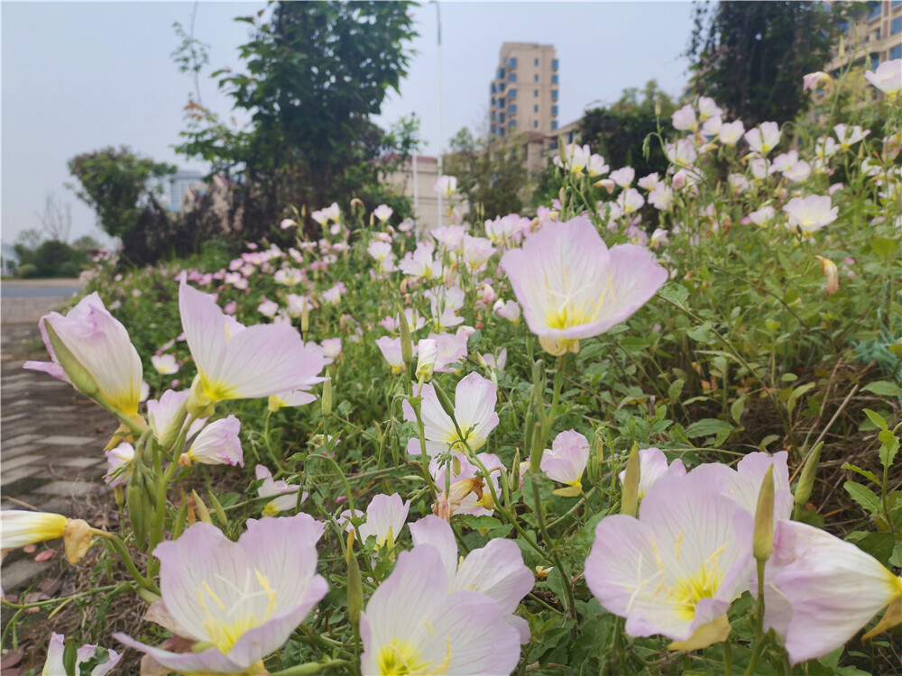 美丽吉安：月见草花开浪漫 粉色花海令人心醉
人间最美四月天。连日来，在江西吉安城南古后河绿廊附近，大片的月见草迎风绽放，织出一块块美丽的粉色花海,给城区增添了一份浪漫景致，也为市民外出游玩赏花再添一处赏心悦目打卡地。（摄/肖勇）