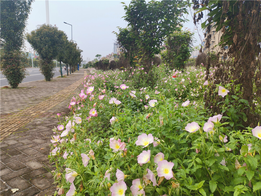 美丽吉安：月见草花开浪漫 粉色花海令人心醉
人间最美四月天。连日来，在江西吉安城南古后河绿廊附近，大片的月见草迎风绽放，织出一块块美丽的粉色花海,给城区增添了一份浪漫景致，也为市民外出游玩赏花再添一处赏心悦目打卡地。（摄/肖勇）