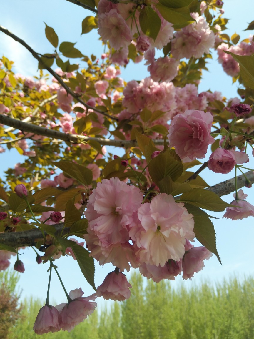 城南花已开
问君何时归