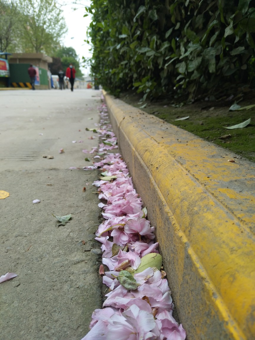 城南花已开
问君何时归