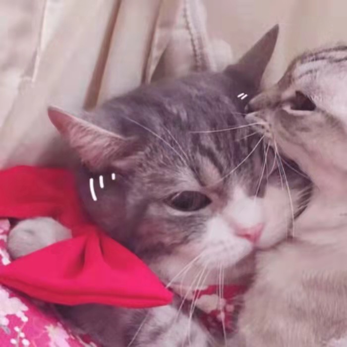 情头猫咪