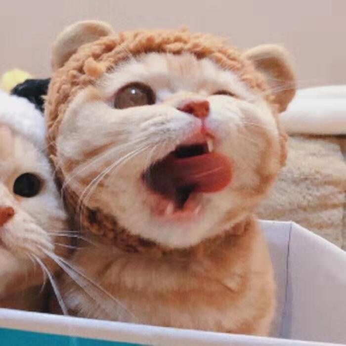情头猫咪