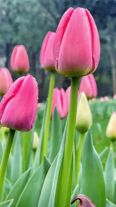 花卉壁纸