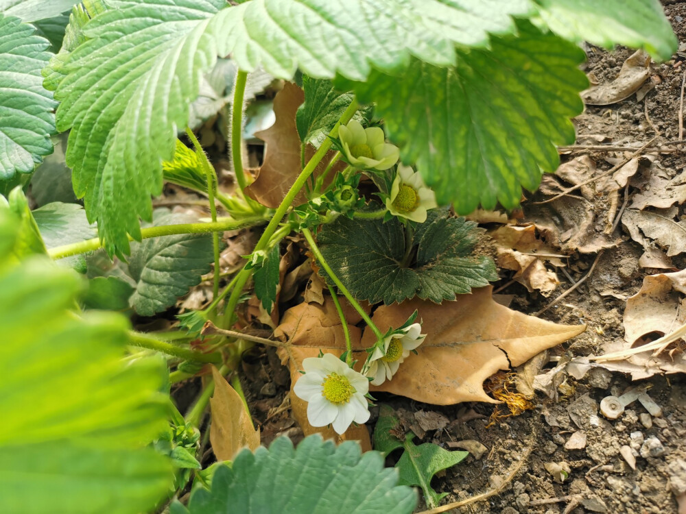 草莓花