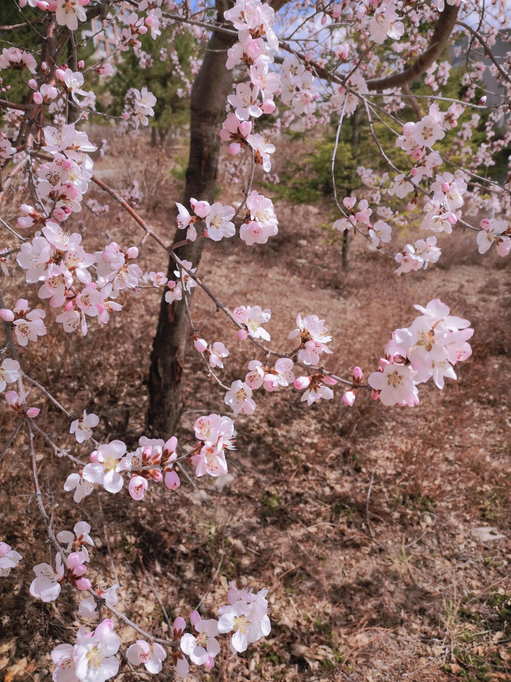 桃花