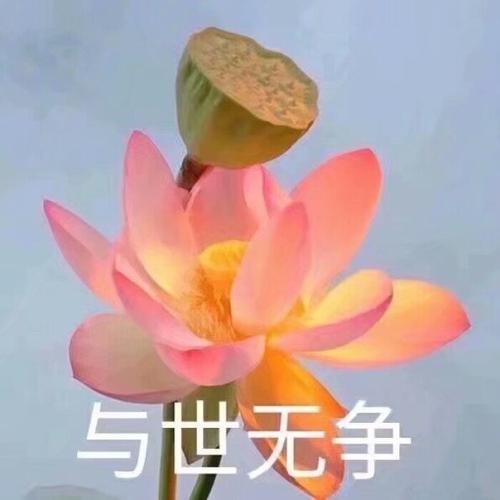 我要靠着它们，打入中老年人俱乐部！
荷花/莲花头像