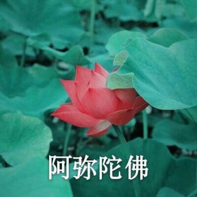 我要靠着它们，打入中老年人俱乐部！
荷花/莲花头像