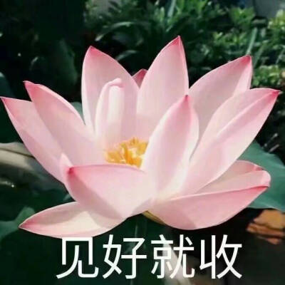 我要靠着它们，打入中老年人俱乐部！
荷花/莲花头像