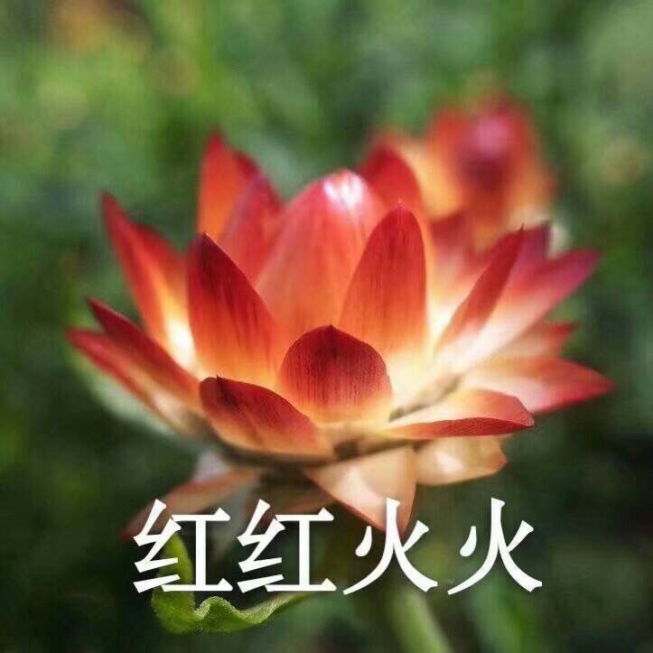 我要靠着它们，打入中老年人俱乐部！
荷花/莲花头像