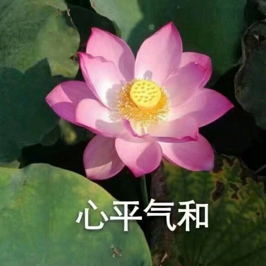 我要靠着它们，打入中老年人俱乐部！
荷花/莲花头像