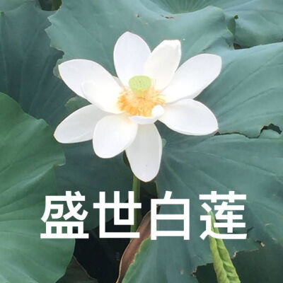 我要靠着它们，打入中老年人俱乐部！
荷花/莲花头像