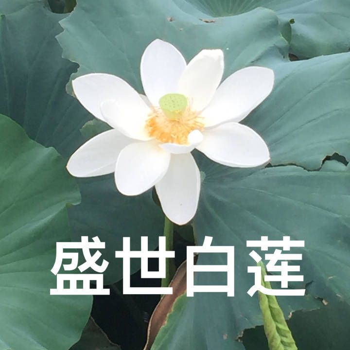 我要靠着它们，打入中老年人俱乐部！
荷花/莲花头像