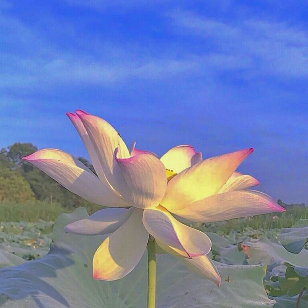 我要靠着它们，打入中老年人俱乐部！
荷花/莲花头像