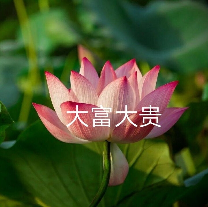 我要靠着它们，打入中老年人俱乐部！
荷花/莲花头像