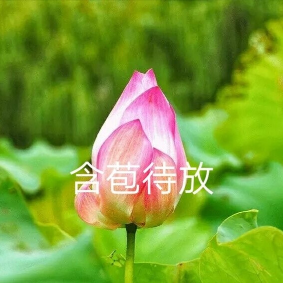 我要靠着它们，打入中老年人俱乐部！
荷花/莲花头像