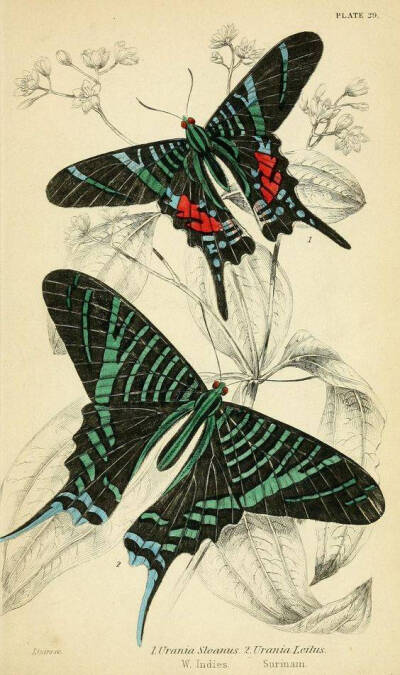 蝴蝶
插画师：Biodiversity Heritage Library ​
图源网络，仅作欣赏，禁止商用
