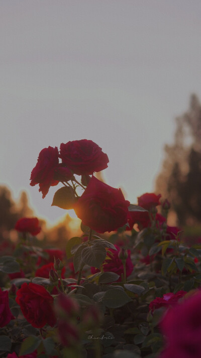 ᴳⁱᵛᵉ ʸᵒᵘ ʲᵘˢᵗ ᵒⁿᵉ ʳⁱᵈᵉ, ˡⁱᵏᵉ ˡᵉᵗᵗⁱⁿᵍ ᵍᵒ·
送你只此一程 犹如放生。