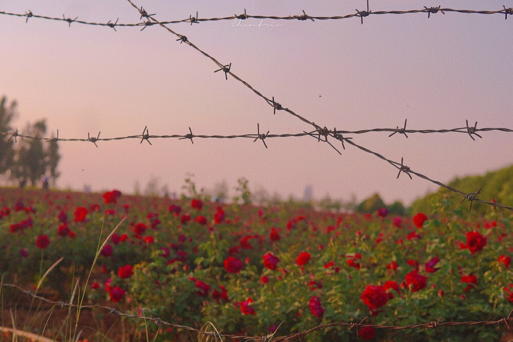 ᴳⁱᵛᵉ ʸᵒᵘ ʲᵘˢᵗ ᵒⁿᵉ ʳⁱᵈᵉ, ˡⁱᵏᵉ ˡᵉᵗᵗⁱⁿᵍ ᵍᵒ·
送你只此一程 犹如放生。