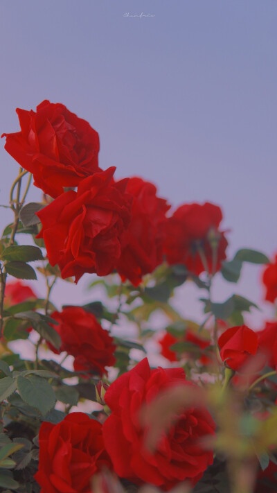 ᴳⁱᵛᵉ ʸᵒᵘ ʲᵘˢᵗ ᵒⁿᵉ ʳⁱᵈᵉ, ˡⁱᵏᵉ ˡᵉᵗᵗⁱⁿᵍ ᵍᵒ·
送你只此一程 犹如放生。