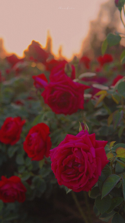 ᴳⁱᵛᵉ ʸᵒᵘ ʲᵘˢᵗ ᵒⁿᵉ ʳⁱᵈᵉ, ˡⁱᵏᵉ ˡᵉᵗᵗⁱⁿᵍ ᵍᵒ·
送你只此一程 犹如放生。