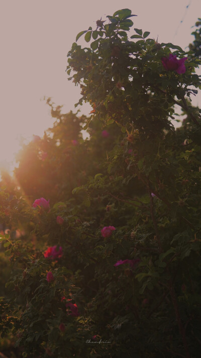 ᴳⁱᵛᵉ ʸᵒᵘ ʲᵘˢᵗ ᵒⁿᵉ ʳⁱᵈᵉ, ˡⁱᵏᵉ ˡᵉᵗᵗⁱⁿᵍ ᵍᵒ·
送你只此一程 犹如放生。