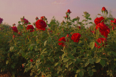 ᴳⁱᵛᵉ ʸᵒᵘ ʲᵘˢᵗ ᵒⁿᵉ ʳⁱᵈᵉ, ˡⁱᵏᵉ ˡᵉᵗᵗⁱⁿᵍ ᵍᵒ·
送你只此一程 犹如放生。