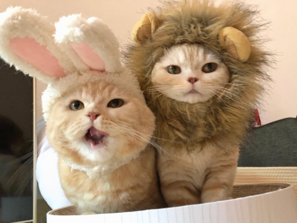 猫咪头像可爱情头