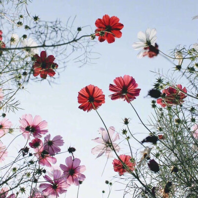 格桑花