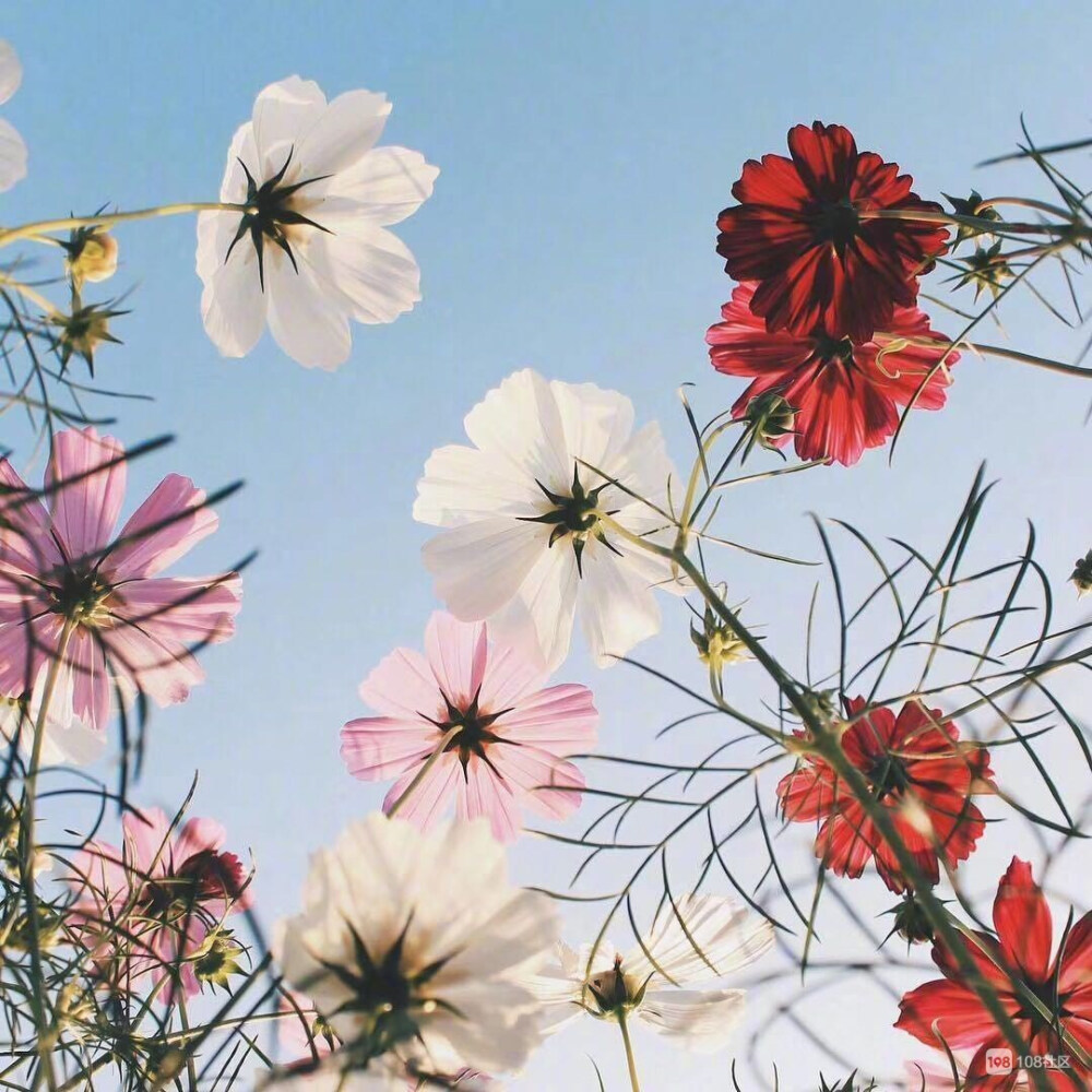 格桑花