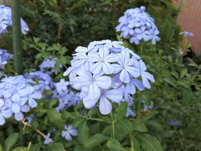 蓝雪花