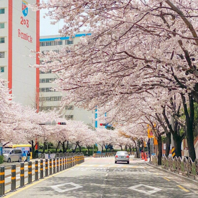 樱花背景图
摄影师 장동원 